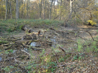 Nationalpark Donau-Auen I